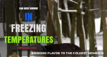 How Deer Adapt and Thrive in Extreme Winter Cold