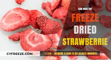 Can Dogs Enjoy Freeze-Dried Strawberries? A Tasty Treat or Not?