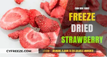 Can Dogs Enjoy Freeze-Dried Strawberries? A Nutritional Guide