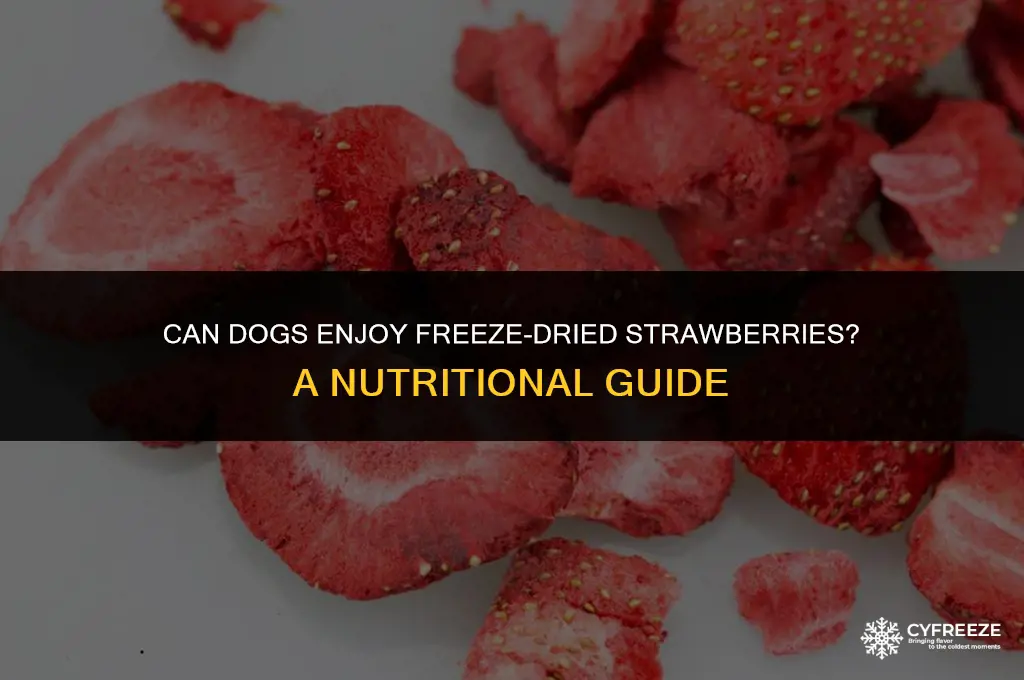 can dog have freeze dried strawberry