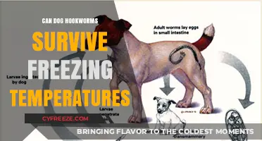 Can Dog Hookworms Survive Freezing Temperatures? Facts and Insights