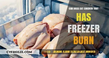 Can Dogs Eat Chicken with Freezer Burn? A Complete Guide