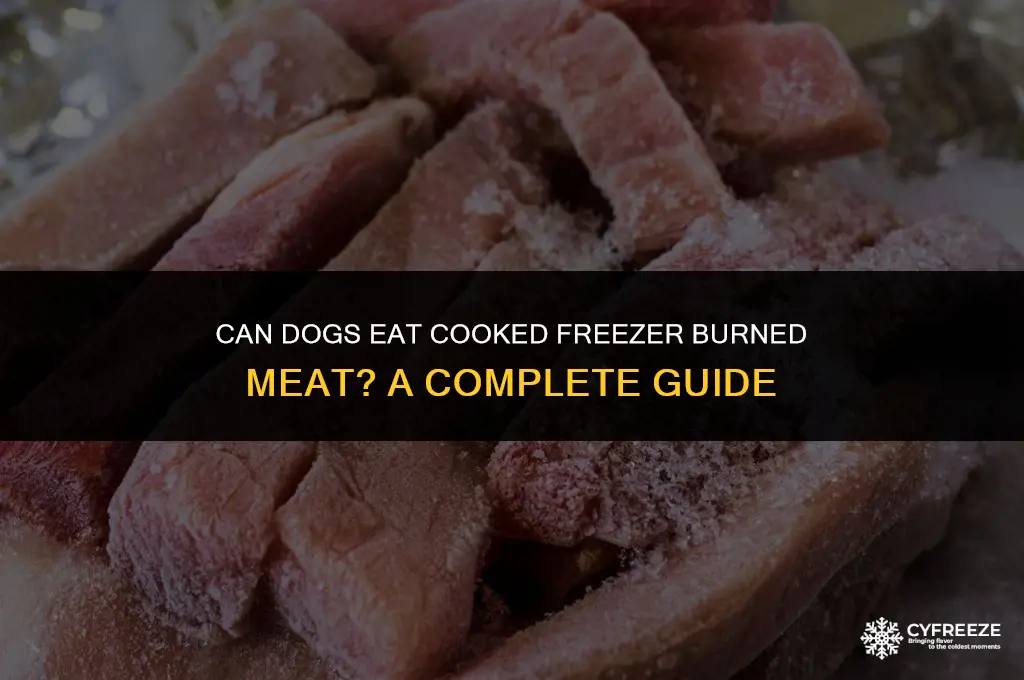 can dogs eat cooked freezer burned meat