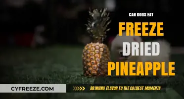 Can Dogs Enjoy Freeze-Dried Pineapple? A Comprehensive Guide