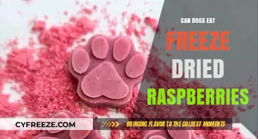 Can Dogs Eat Freeze-Dried Raspberries? A Comprehensive Guide