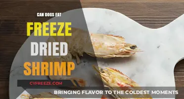 Can Dogs Eat Freeze-Dried Shrimp? A Complete Guide for Pet Owners