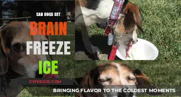 Chilling Facts: Can Dogs Really Get Brain Freeze from Ice?