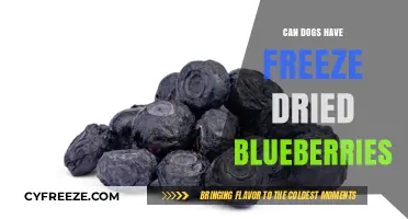Can Dogs Enjoy Freeze-Dried Blueberries? A Nutritional Guide