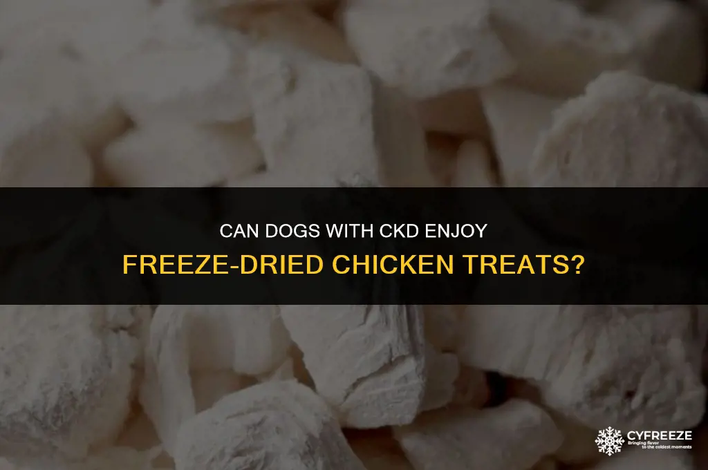 can dogs with ckd have freeze dried chicken treats
