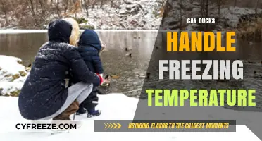 Ducks in Winter: Surviving and Thriving in Freezing Temperatures