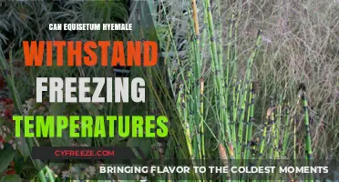 Equisetum Hyemale: Surviving Freezing Temperatures in Harsh Winter Conditions