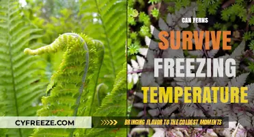 Can Ferns Survive Freezing Temperatures? Uncovering Cold-Hardy Varieties