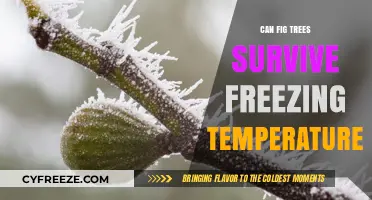 Can Fig Trees Survive Freezing Temperatures? A Winter Survival Guide