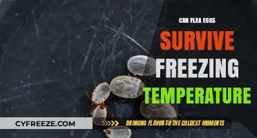 Can Flea Eggs Survive Freezing Temperatures? Uncovering the Truth