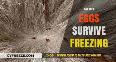 Can Flea Eggs Survive Freezing Temperatures? The Surprising Truth Revealed