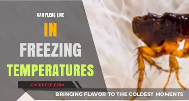 Can Fleas Survive Winter? Freezing Temperatures and Flea Lifespan Explained