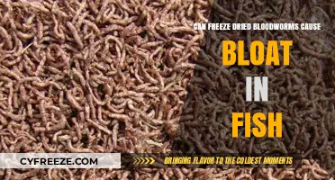 The Impact of Freeze-Dried Bloodworms on Fish Health: Bloating Concerns
