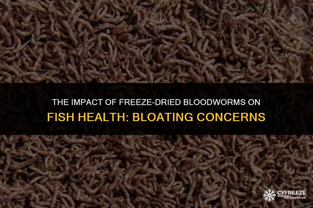 can freeze dried bloodworms cause bloat in fish