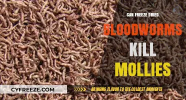 The Impact of Freeze-Dried Bloodworms on Molly Fish Health