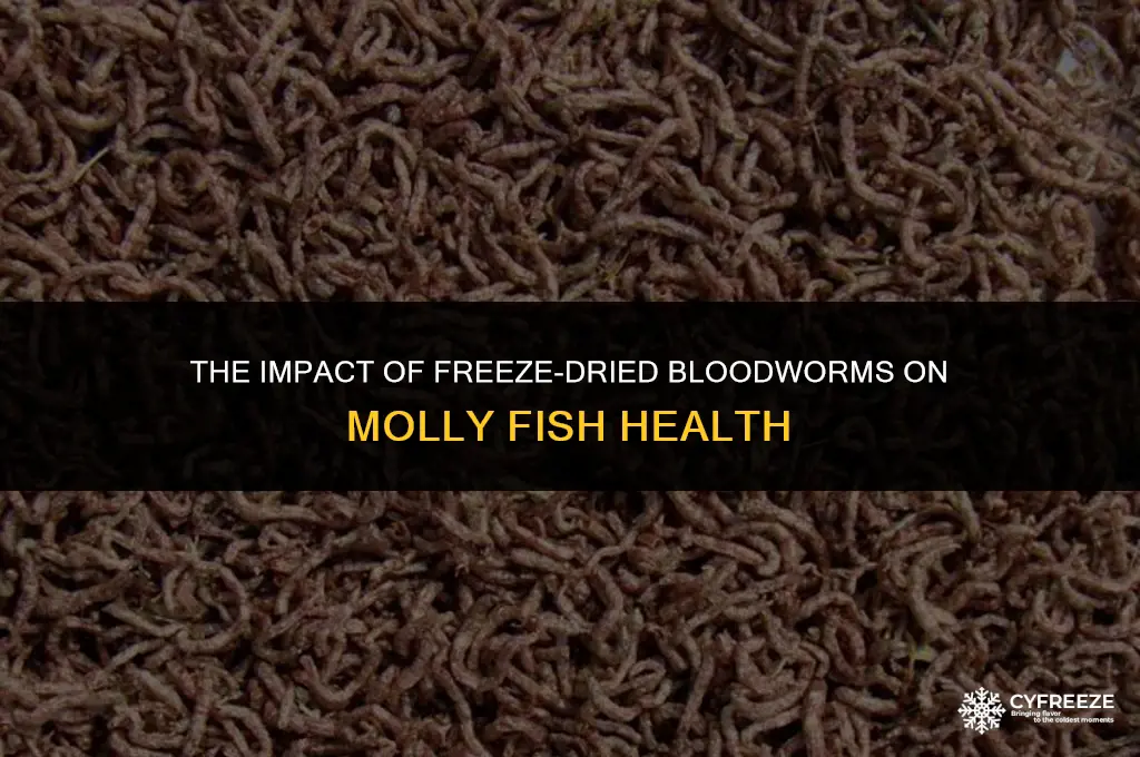 can freeze dried bloodworms kill mollies