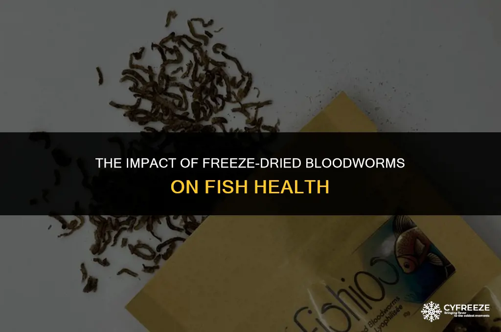 can freeze dried bloodworms make fish sick