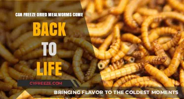 Reviving Crunch: The Surprising Resurrection of Freeze-Dried Mealworms
