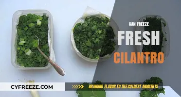 Preserve Freshness: The Ultimate Guide to Freezing Cilantro