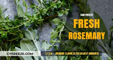 From Garden to Freezer: Preserving Fresh Rosemary's Flavor