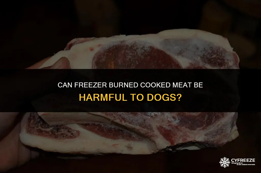 can freezer burn cooked meat hurt dogs