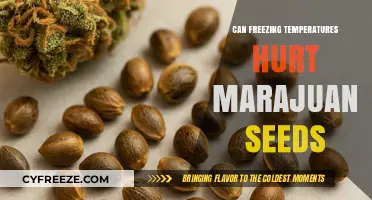 Can Freezing Temperatures Damage Marijuana Seeds? Essential Storage Tips