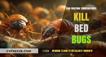 Can Freezing Temperatures Kill Bed Bugs? The Chilling Truth