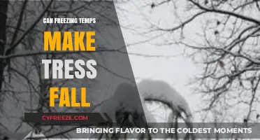 Chilling Truths: How Freezing Temps Can Make Trees Fall