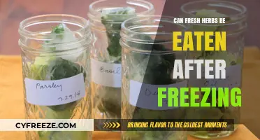 From Freezer to Feast: The Freshness of Herbs Post-Freeze