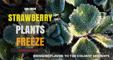 Can Fresh Strawberry Plants Freeze? Exploring Cold Tolerance