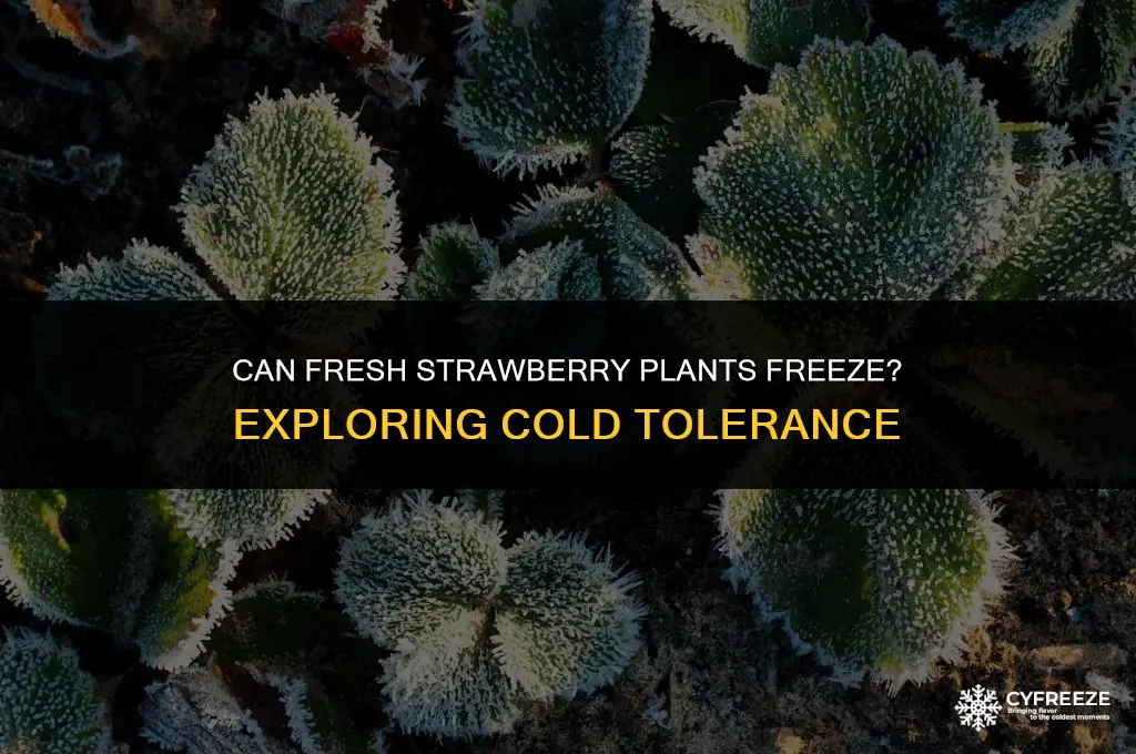 can fresh strawberry plants freeze