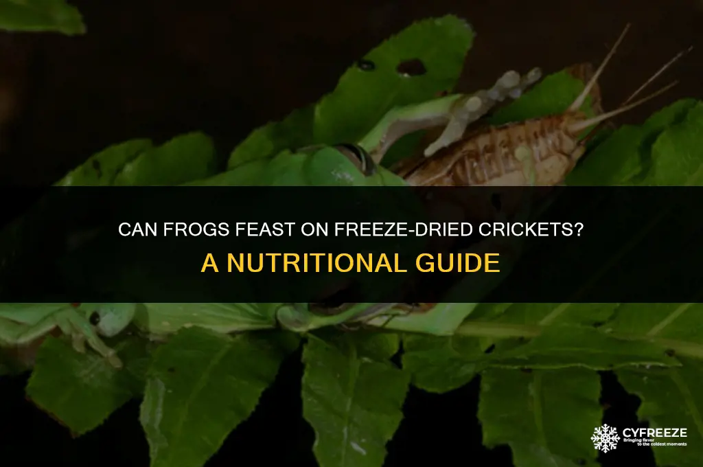can frogs eat freeze dried crickets
