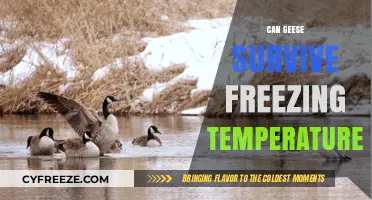Geese Survival Guide: Thriving in Freezing Winter Temperatures