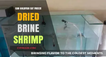 Can Goldfish Eat Freeze-Dried Brine Shrimp? A Complete Guide
