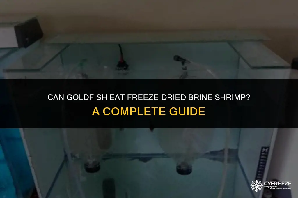 can goldfish eat freeze dried brine shrimp