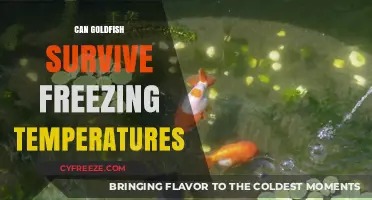 Goldfish Survival Guide: Can They Endure Freezing Winter Temperatures?