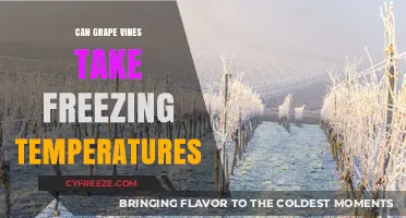 Can Grape Vines Survive Freezing Temperatures? A Comprehensive Guide