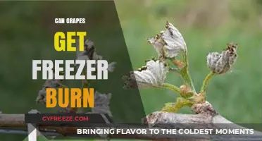 Can Grapes Get Freezer Burn? Tips to Preserve Freshness
