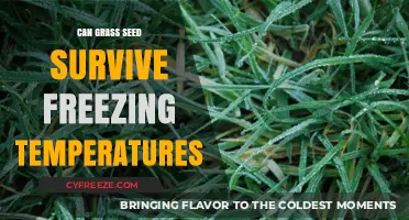 Can Grass Seed Survive Freezing Temperatures? Essential Winter Gardening Tips