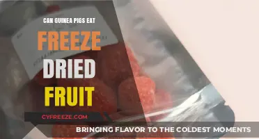 Exploring the Nutritional Benefits of Freeze-Dried Fruits for Guinea Pigs