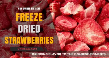 Sweet Treats for Your Furry Friends: Freeze-Dried Strawberries for Guinea Pigs?