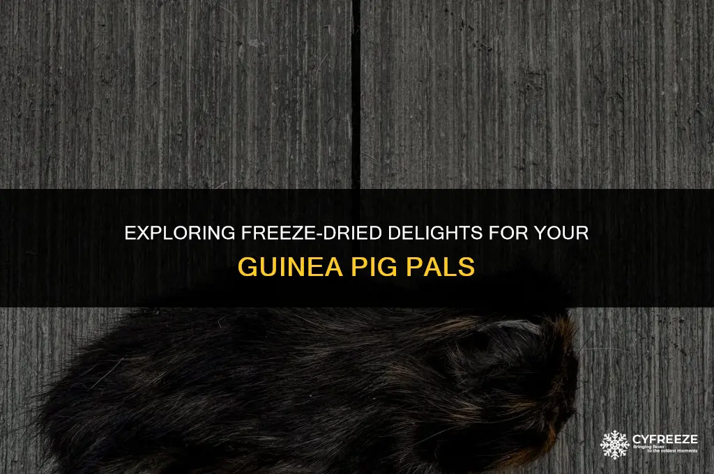 can guinea pigs have freeze dried food