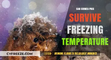 Can Guinea Pigs Survive Freezing Temperatures? Essential Winter Care Tips