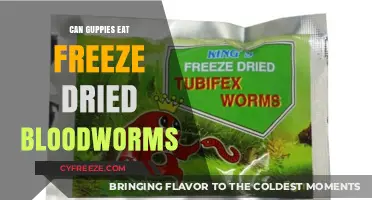A Guide to Feeding Guppies: The Freeze-Dried Bloodworm Debate