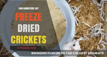 Crunchy Delights: Are Freeze-Dried Crickets Safe for Hamsters?