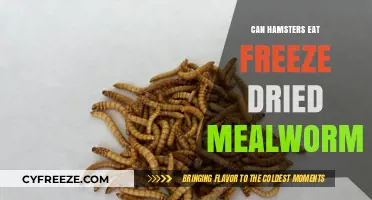 Can Hamsters Eat Freeze-Dried Mealworms? A Nutritional Guide